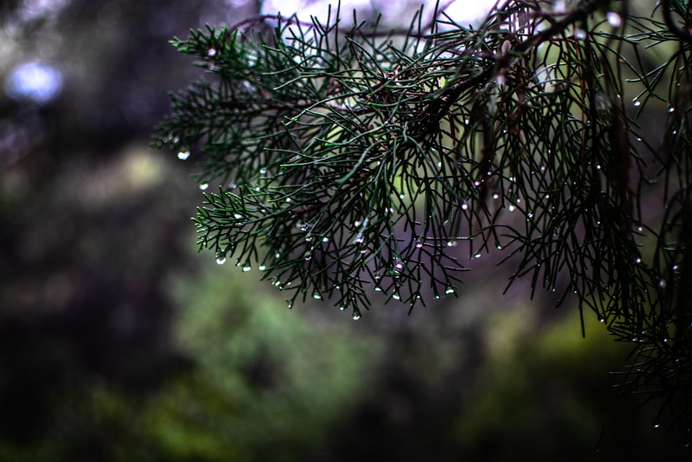 green plant in close up photography