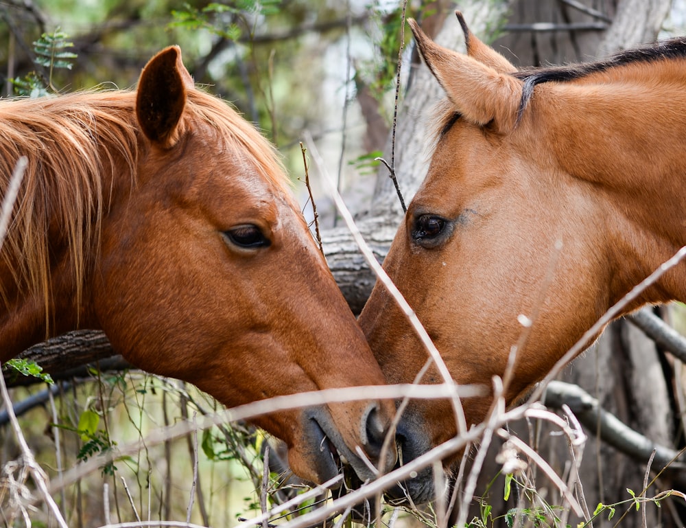 brown horse eating grass during daytime