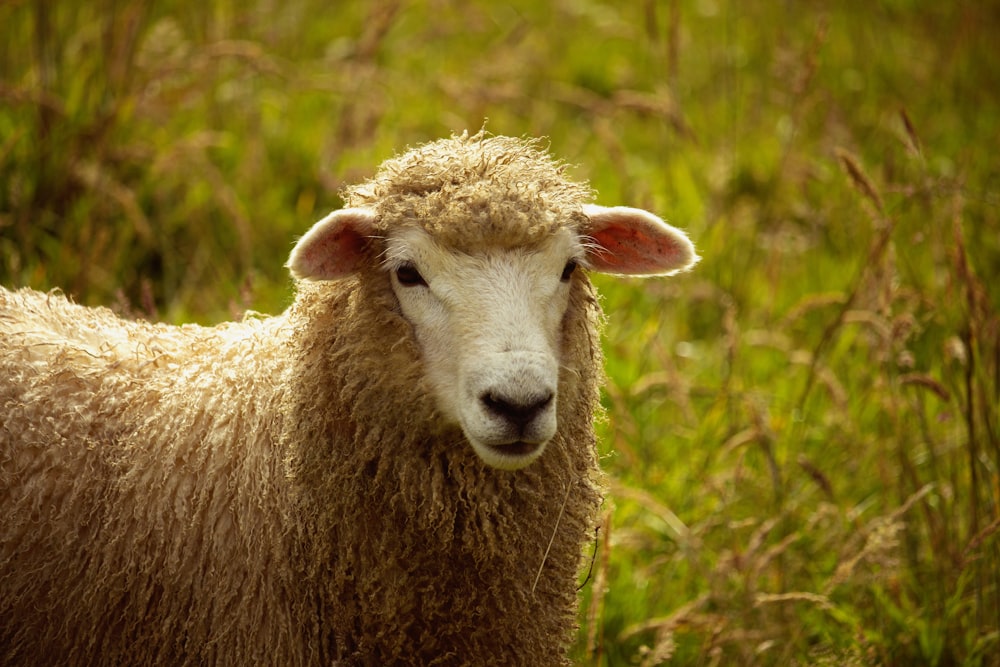 brown sheep on green grass during daytime