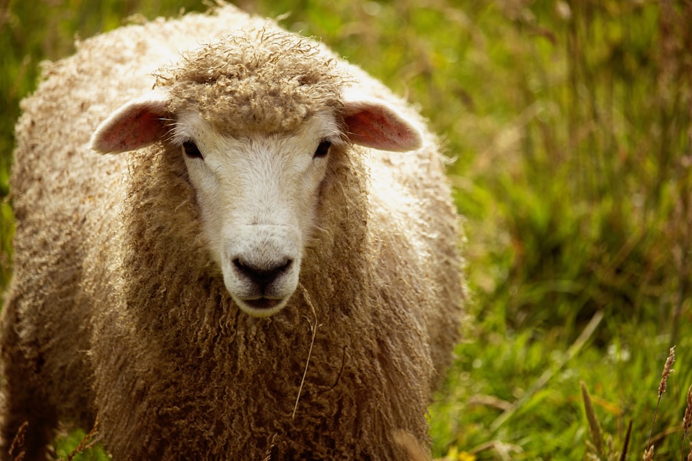 brown sheep on green grass during daytime