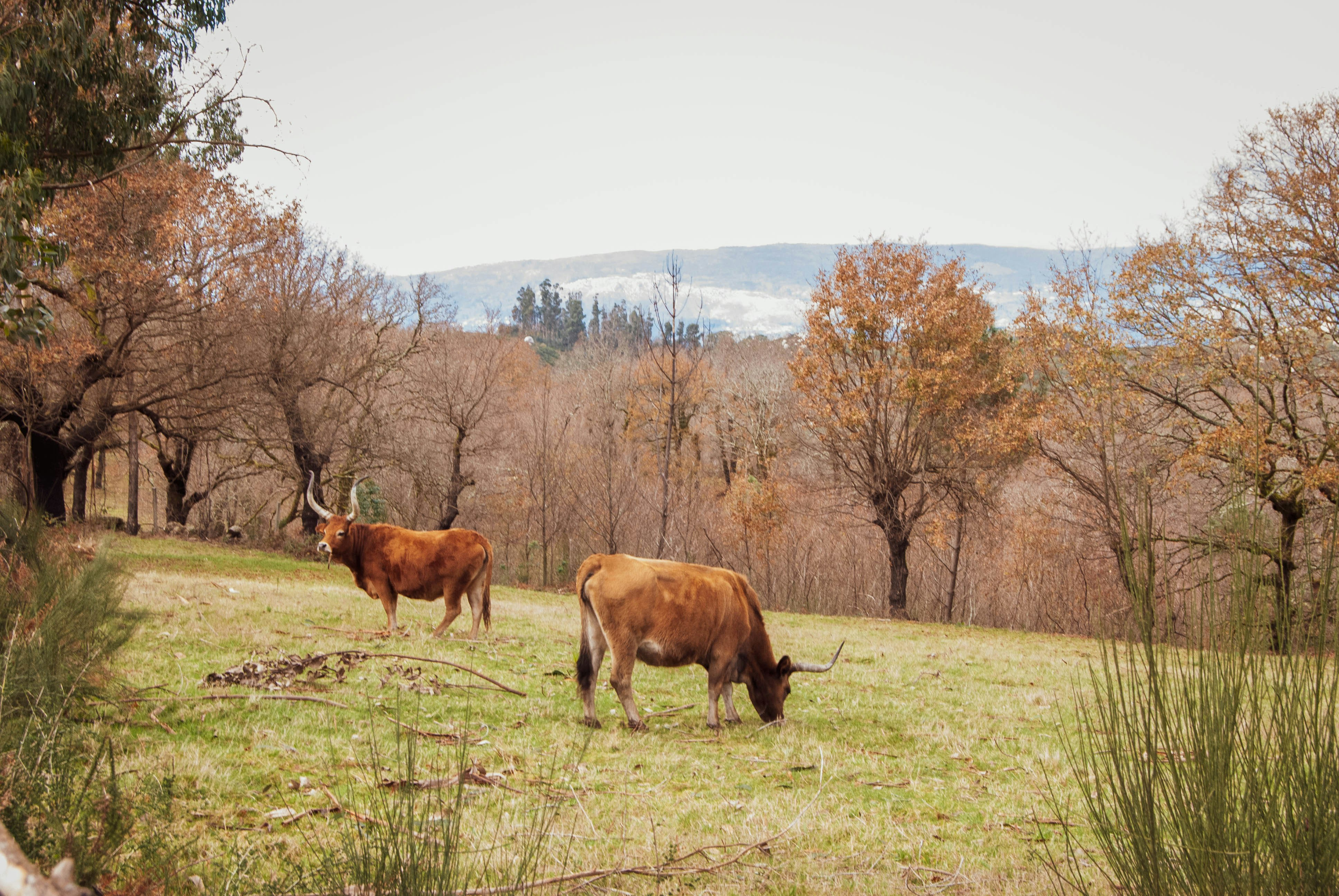 brown cow on green grass field during daytime