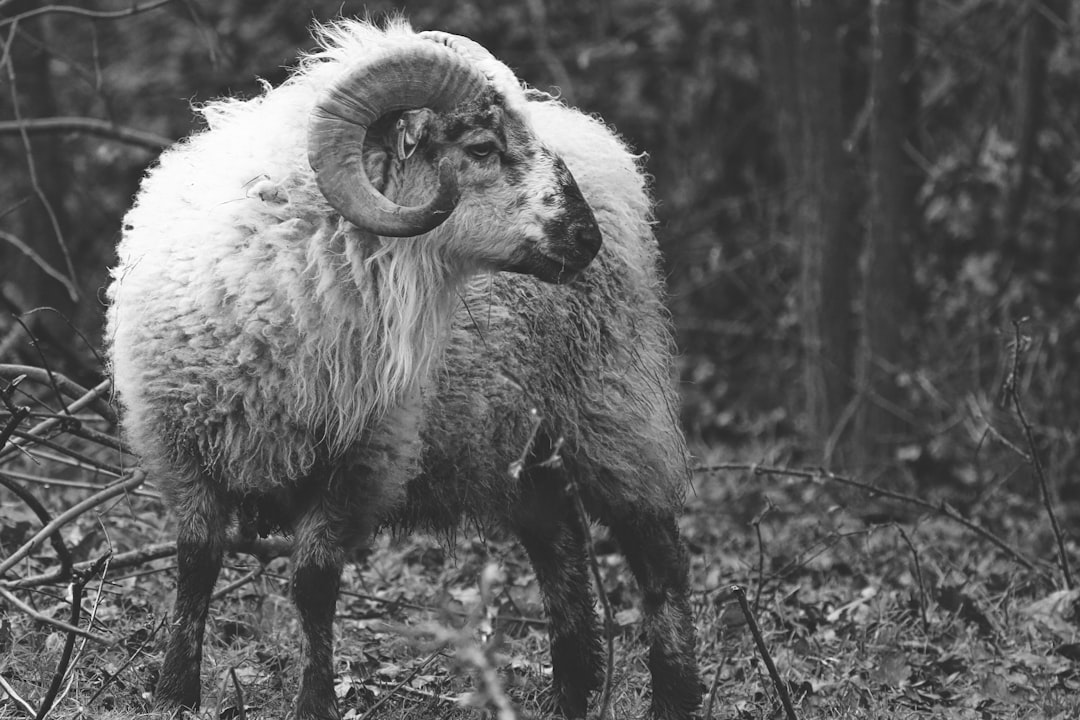 grayscale photo of ram on grass field