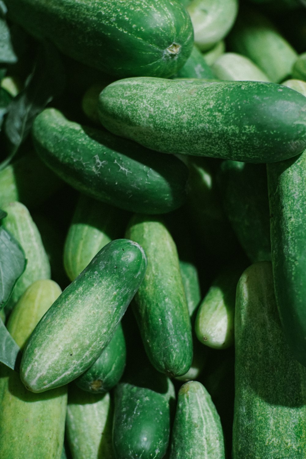 Foto de primer plano de vegetal verde