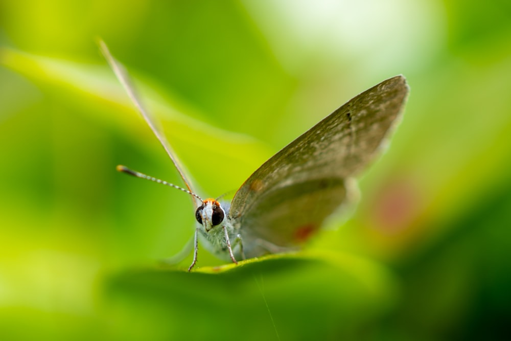 brown and white butterfly perched on green leaf in close up photography during daytime