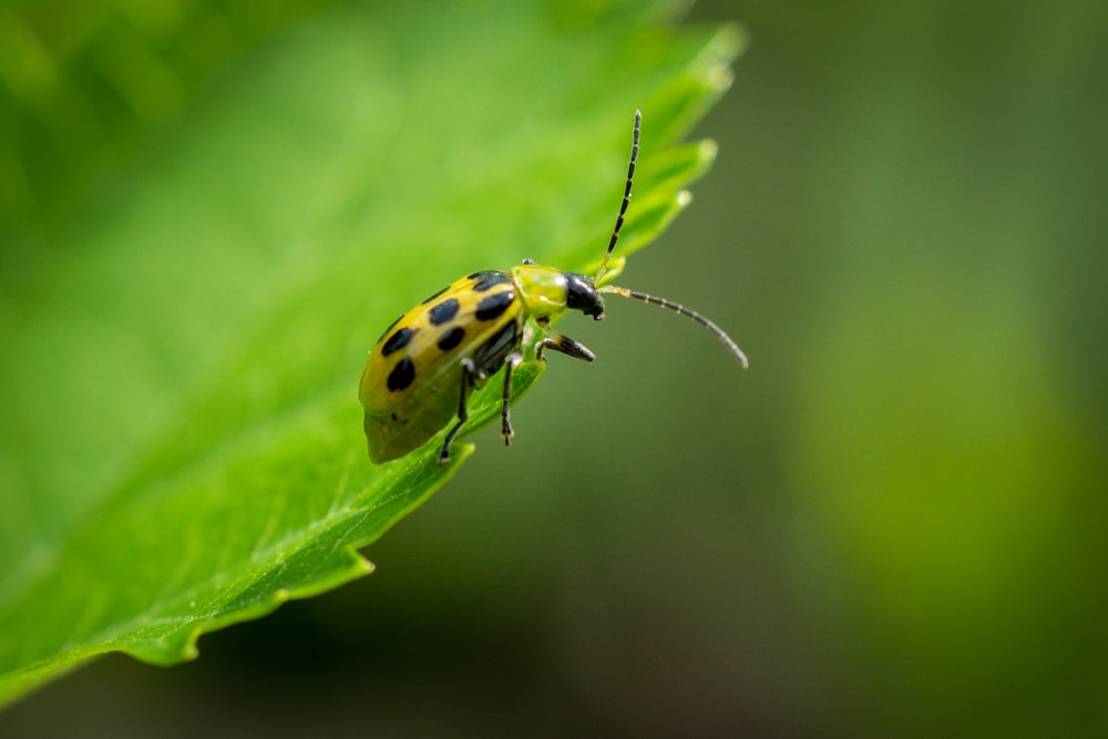 yellow and black ladybug on green leaf in close up photography during daytime