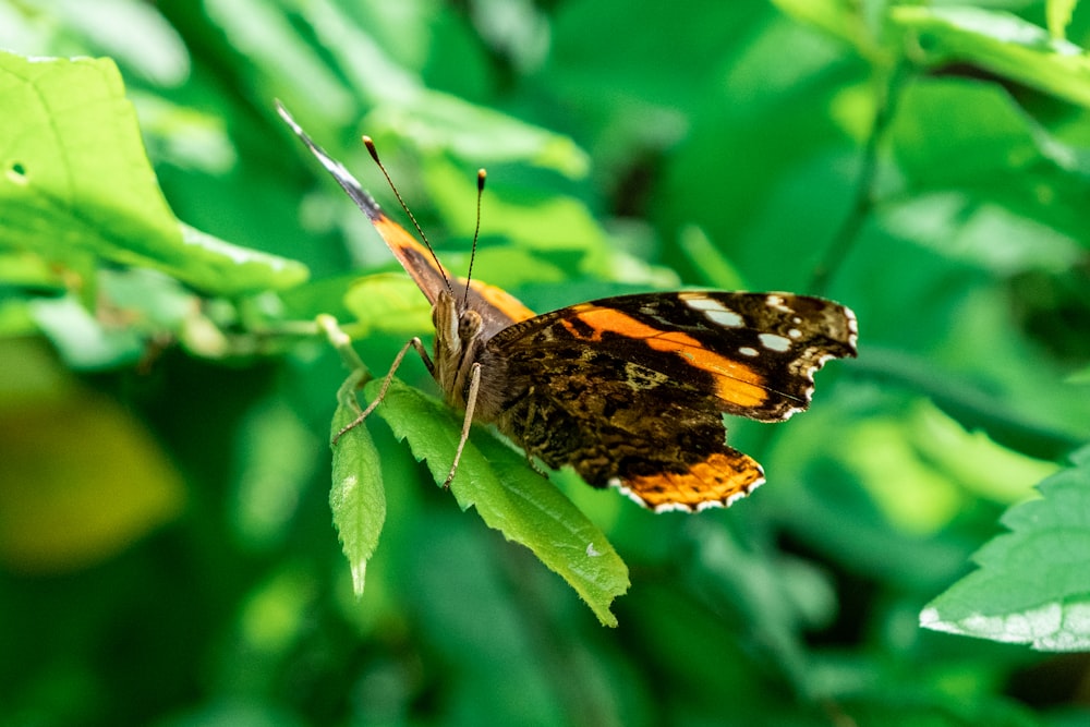 Brauner schwarz-weißer Schmetterling sitzt tagsüber auf grünem Blatt in Nahaufnahmen