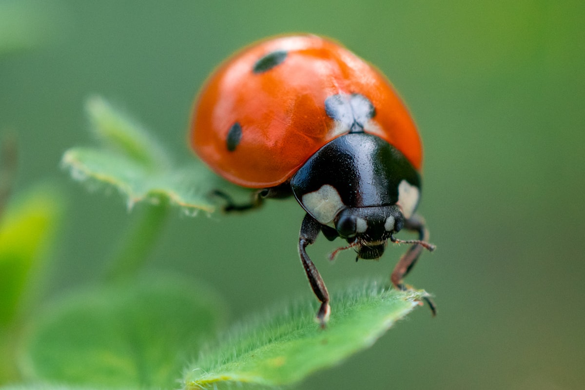 Cute red ladybug perched on a bright green leaf in macro close-up