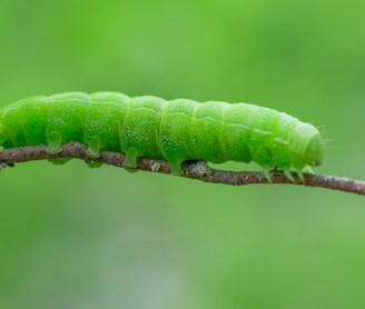green caterpillar on brown stem in close up photography during daytime