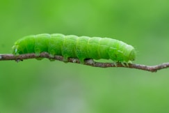 green caterpillar on brown stem in close up photography during daytime