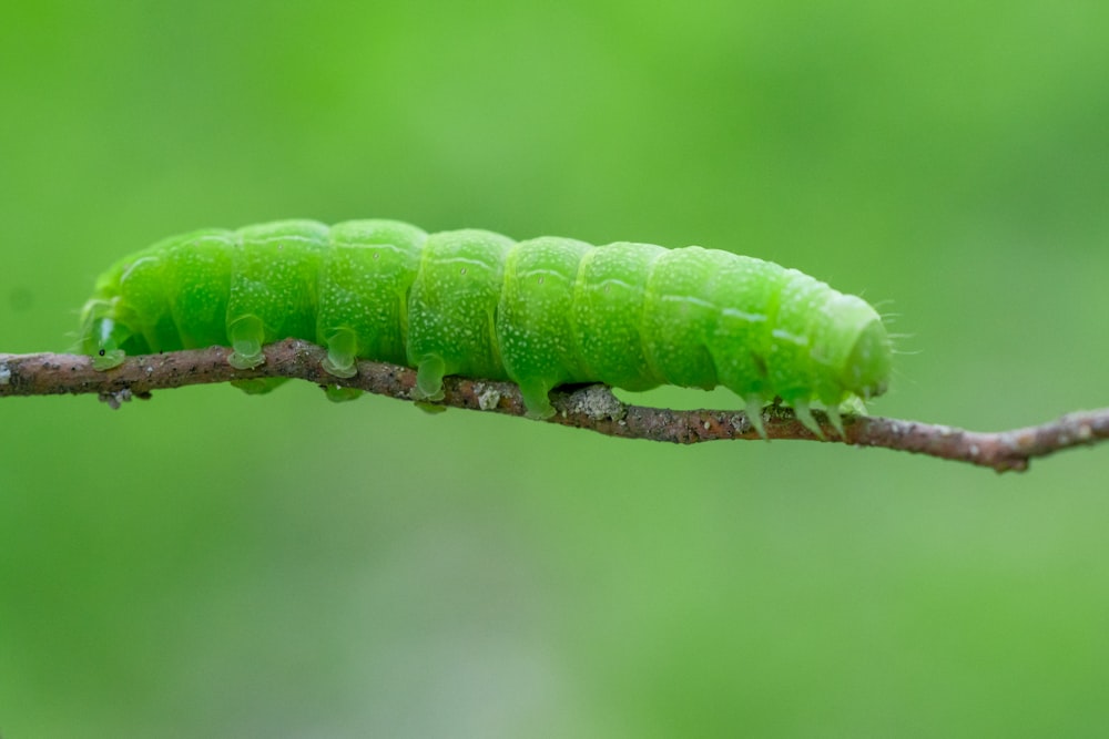 Oruga verde en tallo marrón en fotografía de primer plano durante el día