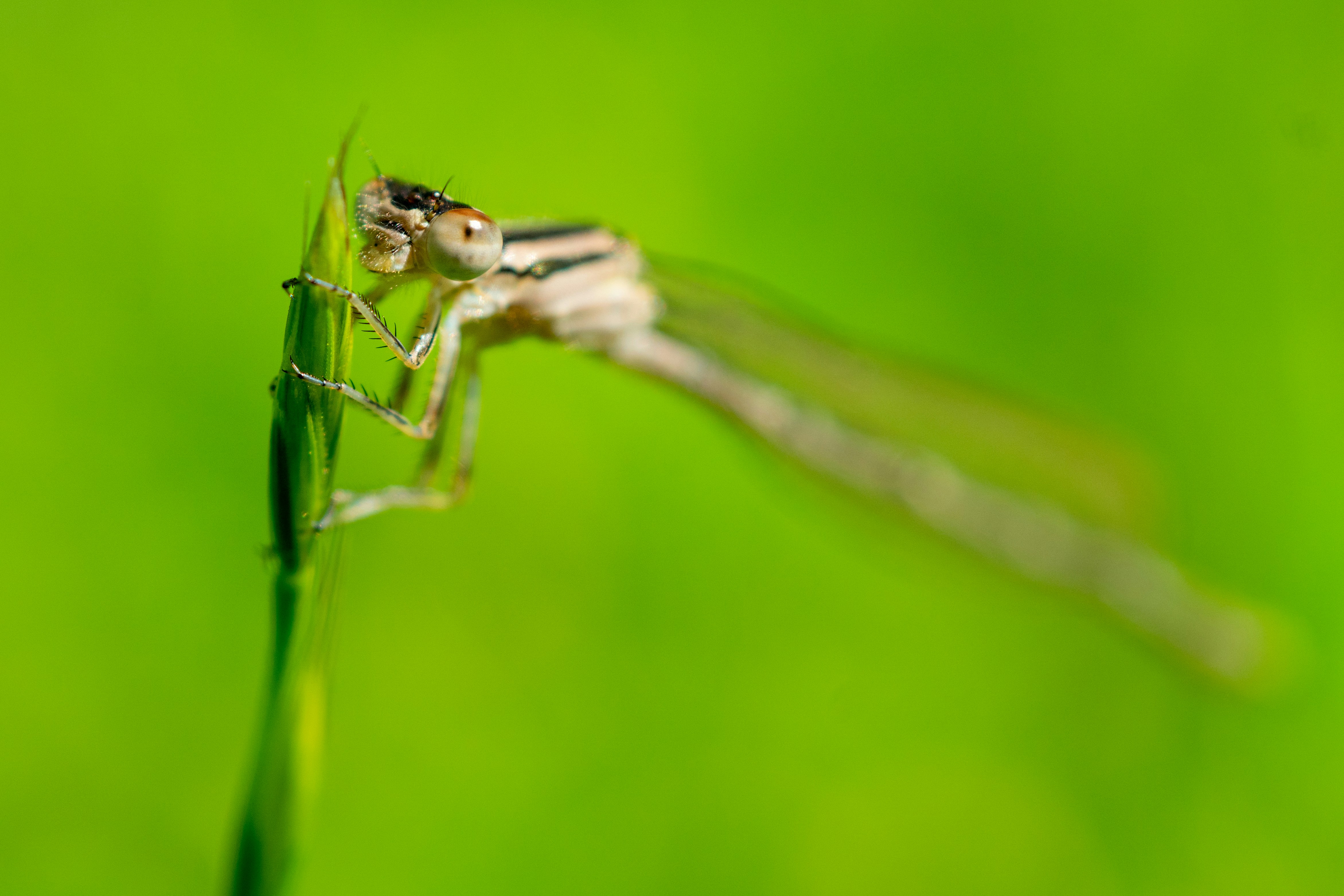 日中のクローズアップ写真で緑の葉にとまる茶色のトンボ