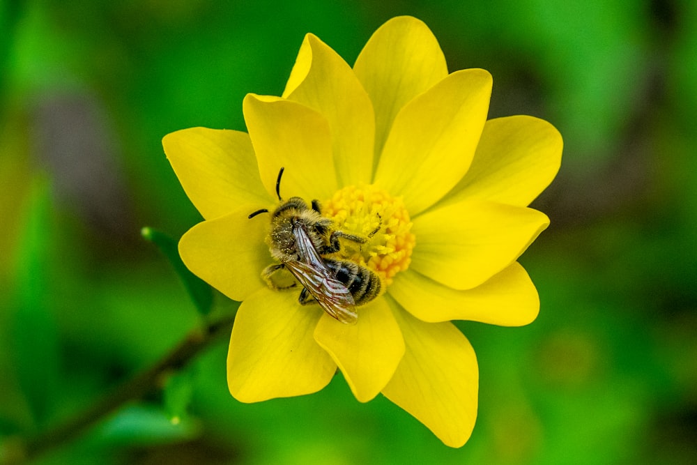 yellow and black bee on yellow flower