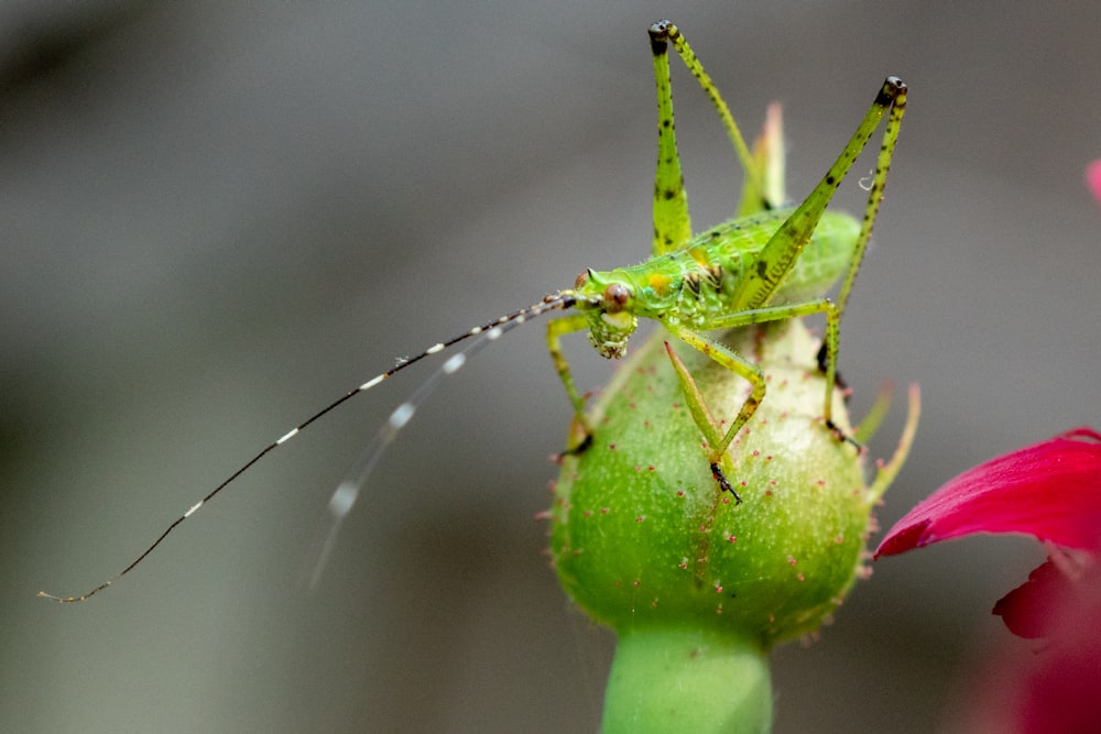 green grasshopper on red flower in close up photography during daytime