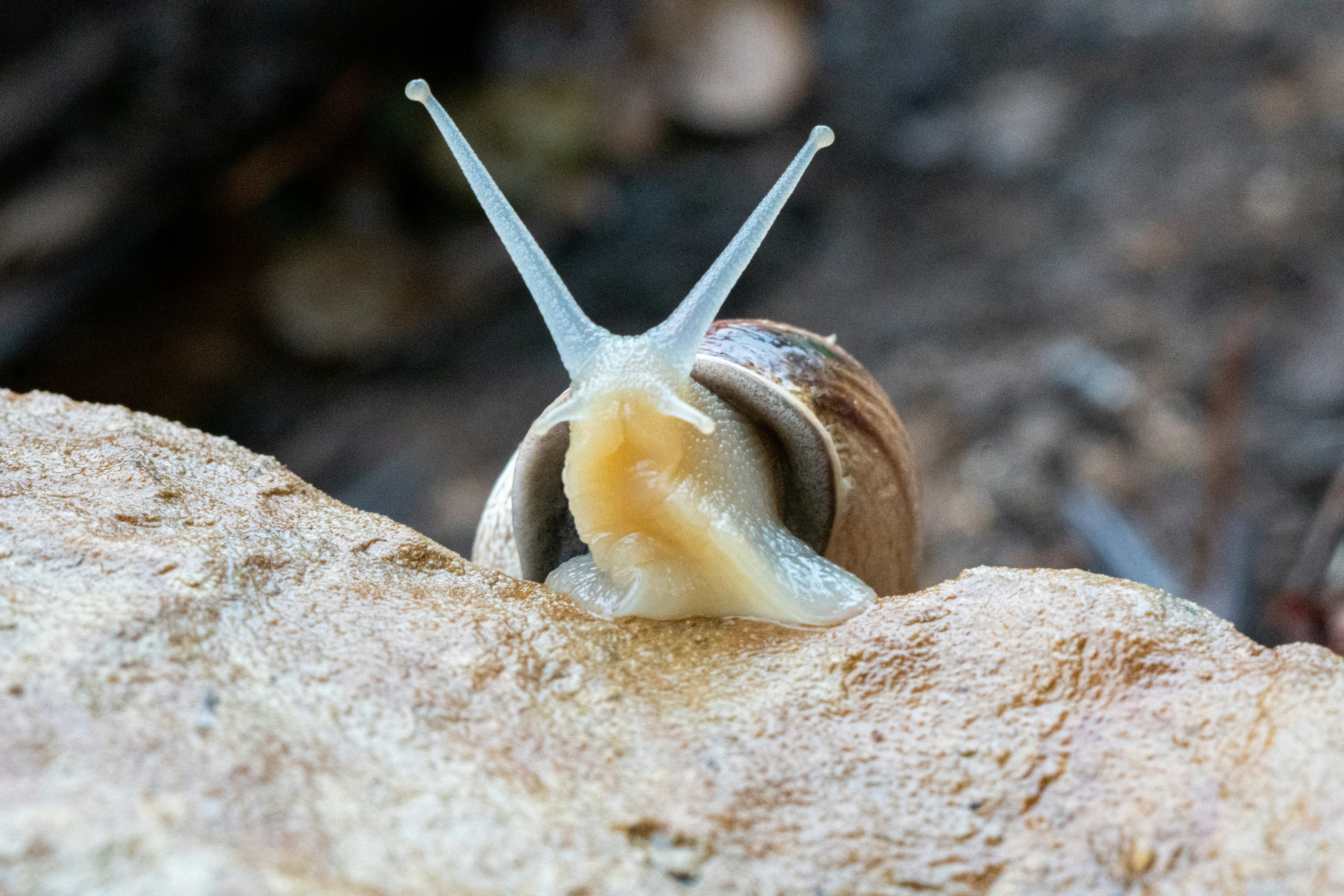 photo 1611049880434 5379fde41470?ixlib=rb 1.2 - 夢にナメクジが出てきたら？夢占いでのナメクジの意味は？