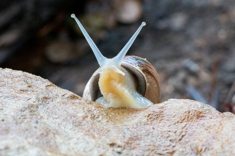 brown snail on brown rock