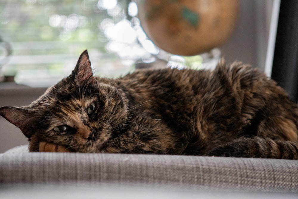 brown tabby cat lying on white textile