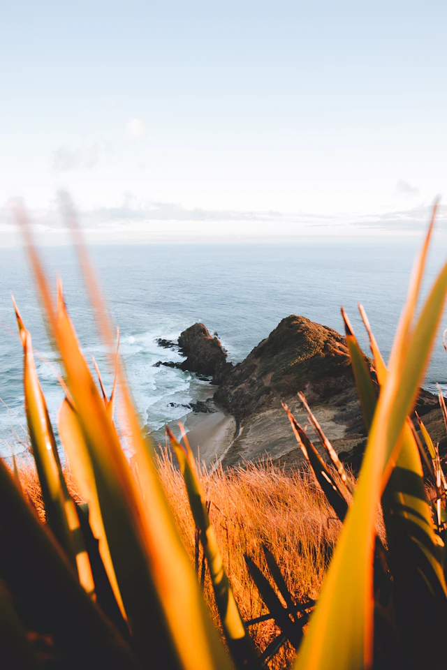 Flax leaves glowing in late sun above a rocky stretch of coast