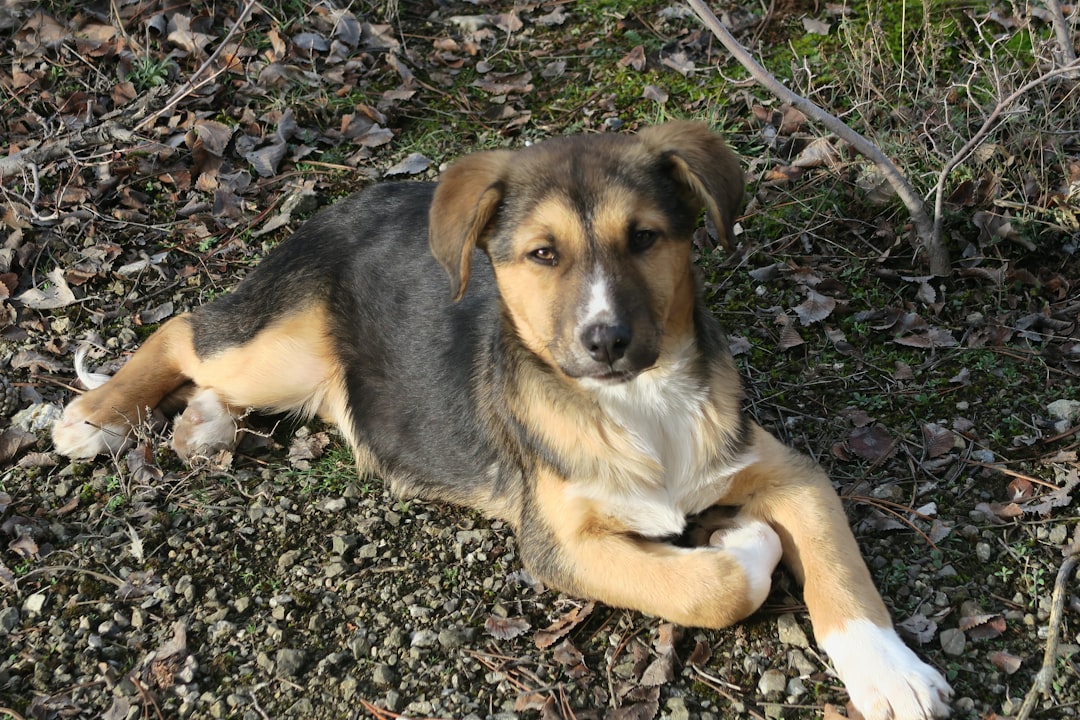 black and tan short coat medium sized dog sitting on ground