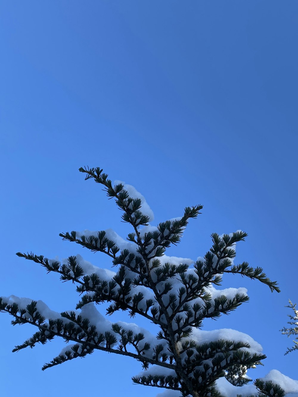 snow covered tree under blue sky during daytime