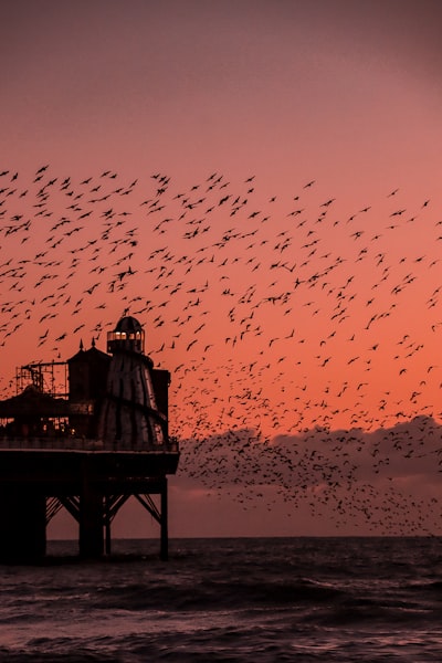 silhouette of people on beach during sunset