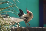 A rooster proudly standing on a sunlit rock overlooking the peaceful pond.