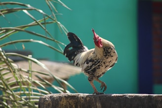 A proud rooster standing tall on a wooden perch.