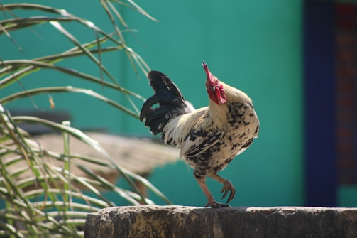 A proud rooster standing tall on a wooden perch.
