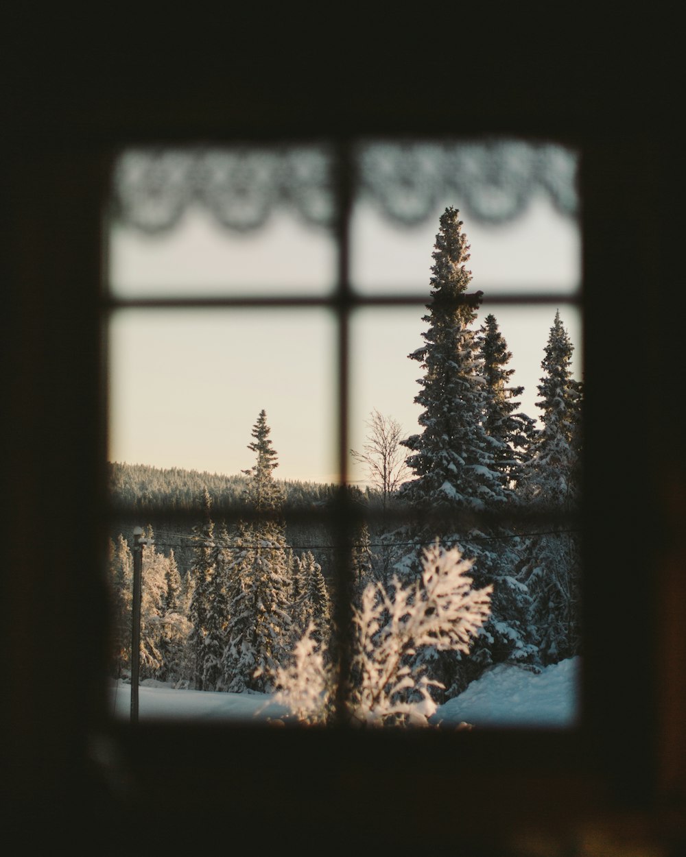 green pine tree in front of window