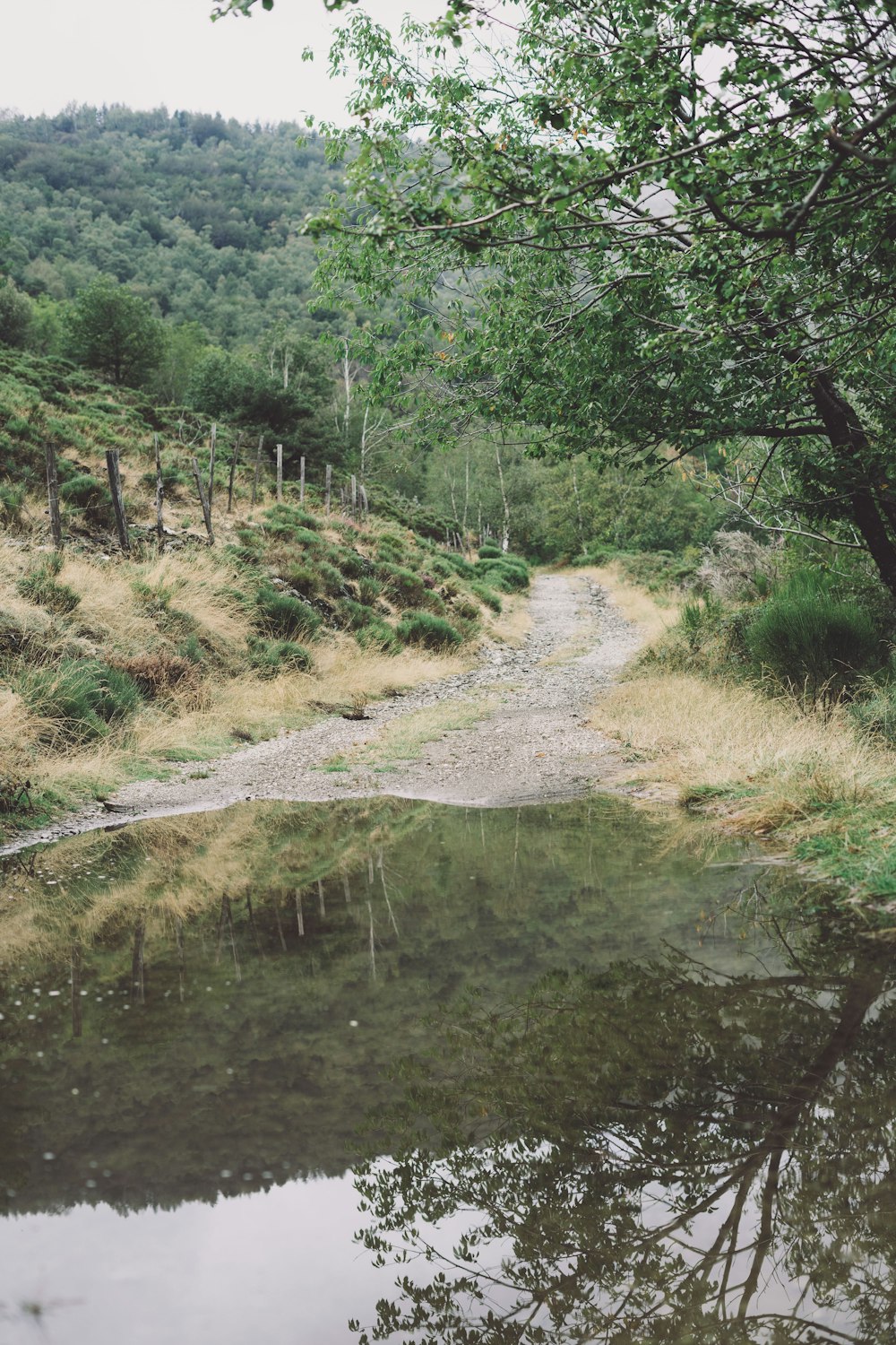 green trees beside river during daytime