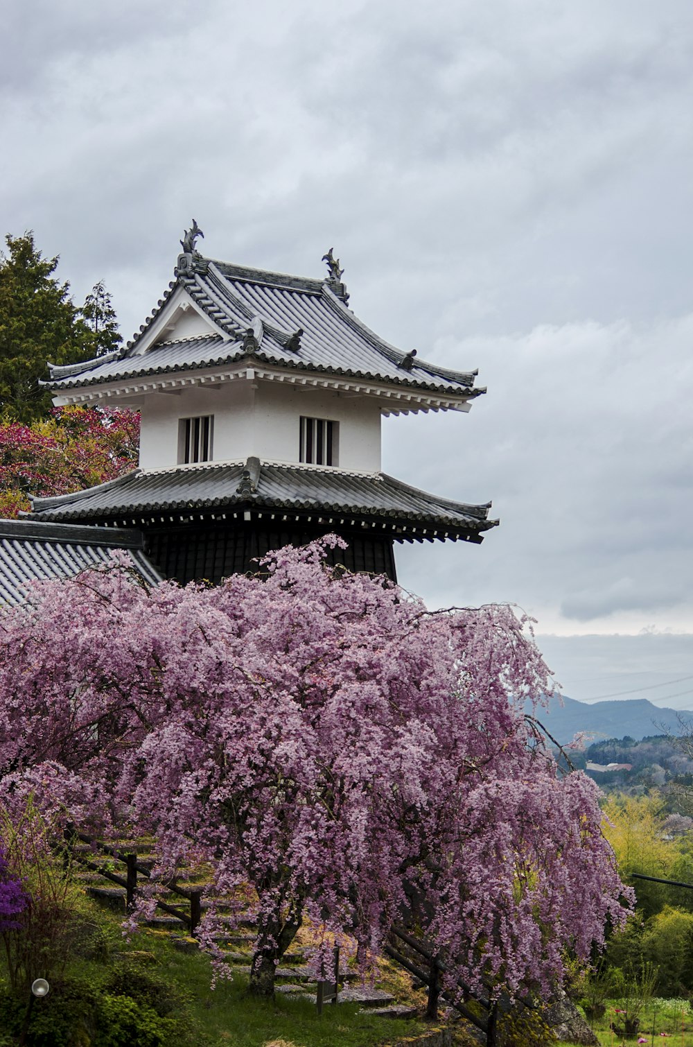 pink flowers on top of mountain during daytime