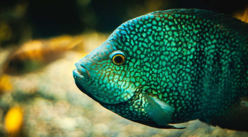 blue and green fish in close up photography