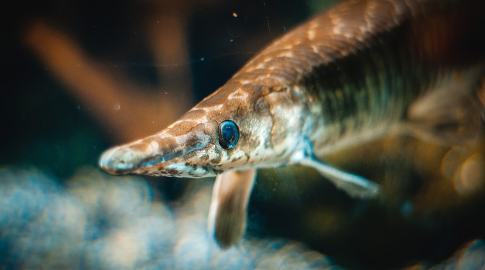 brown and white fish in water