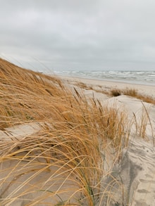 brown grass on gray sand near body of water during daytime