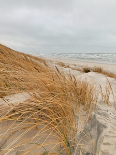 brown grass on gray sand near body of water during daytime