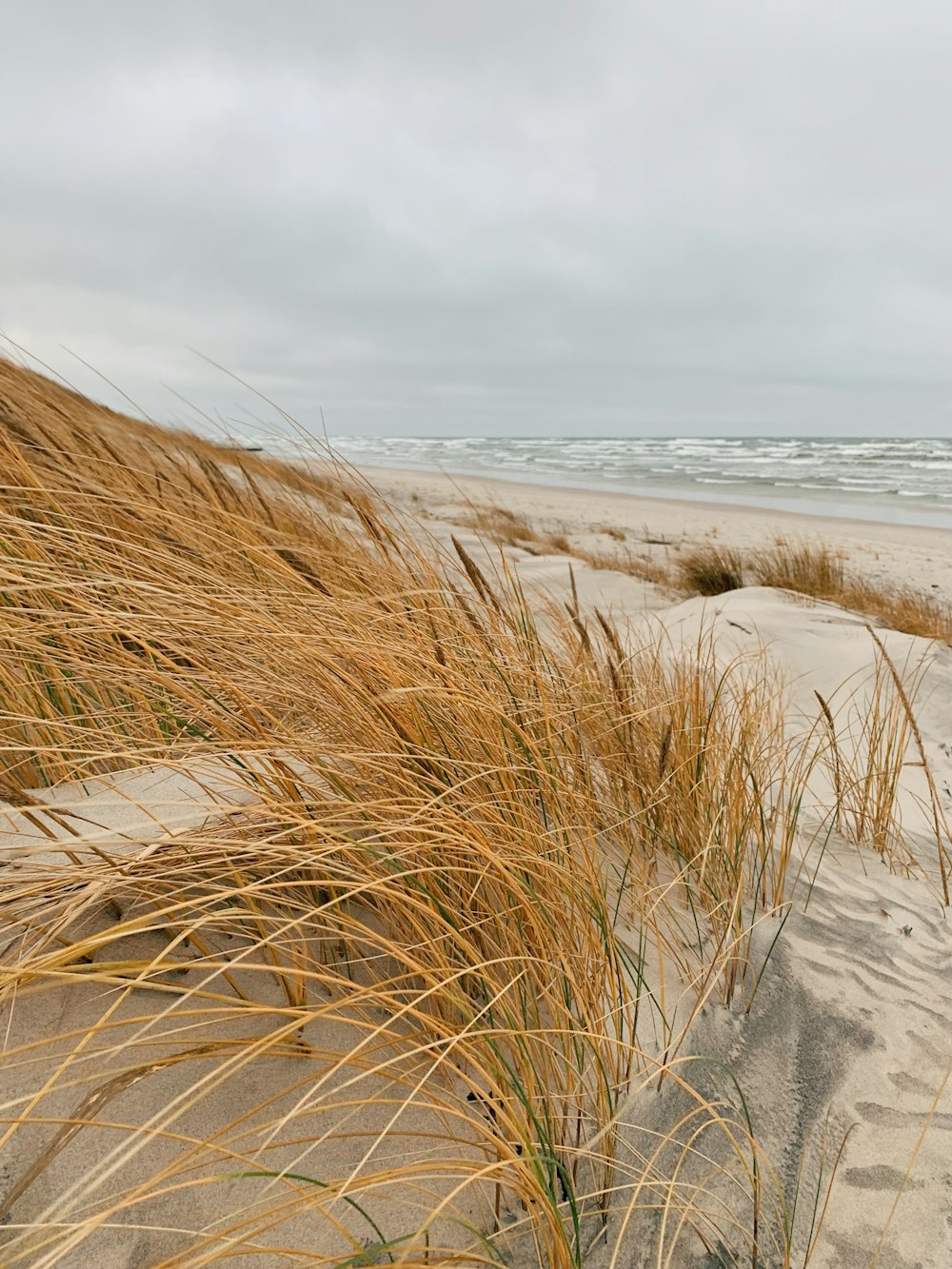 Braunes Gras auf grauem Sand in der Nähe von Gewässern tagsüber