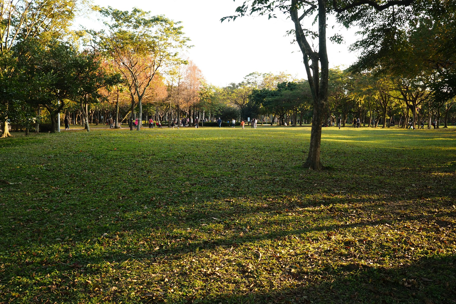 green grass field with trees during daytime