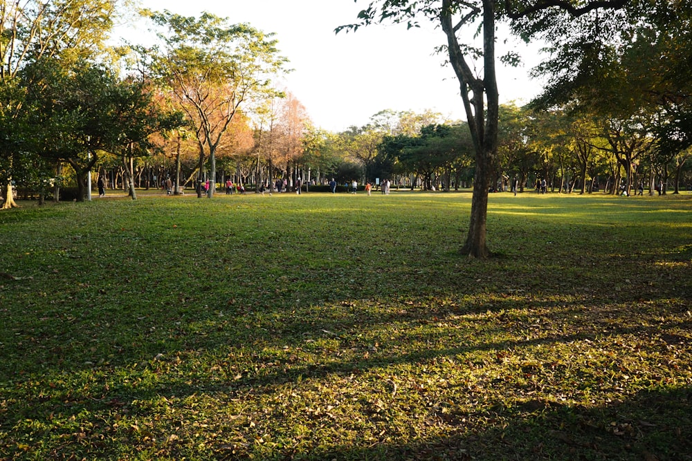 green grass field with trees during daytime