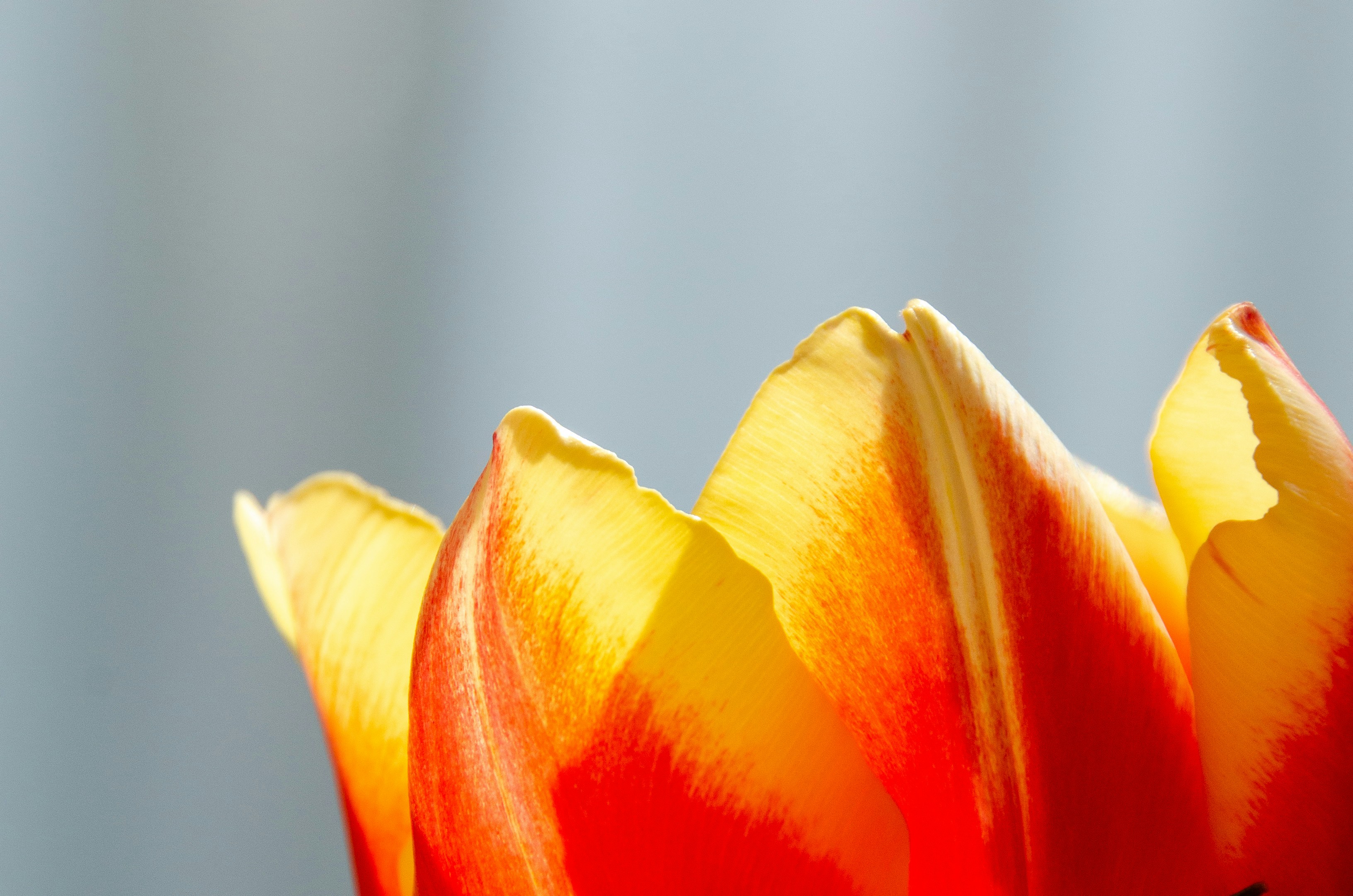 Yellow and red tulip close up