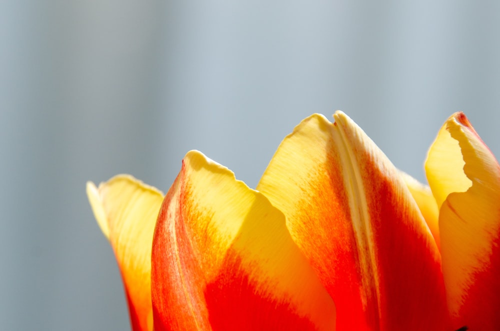 yellow and red tulip in bloom close up photo