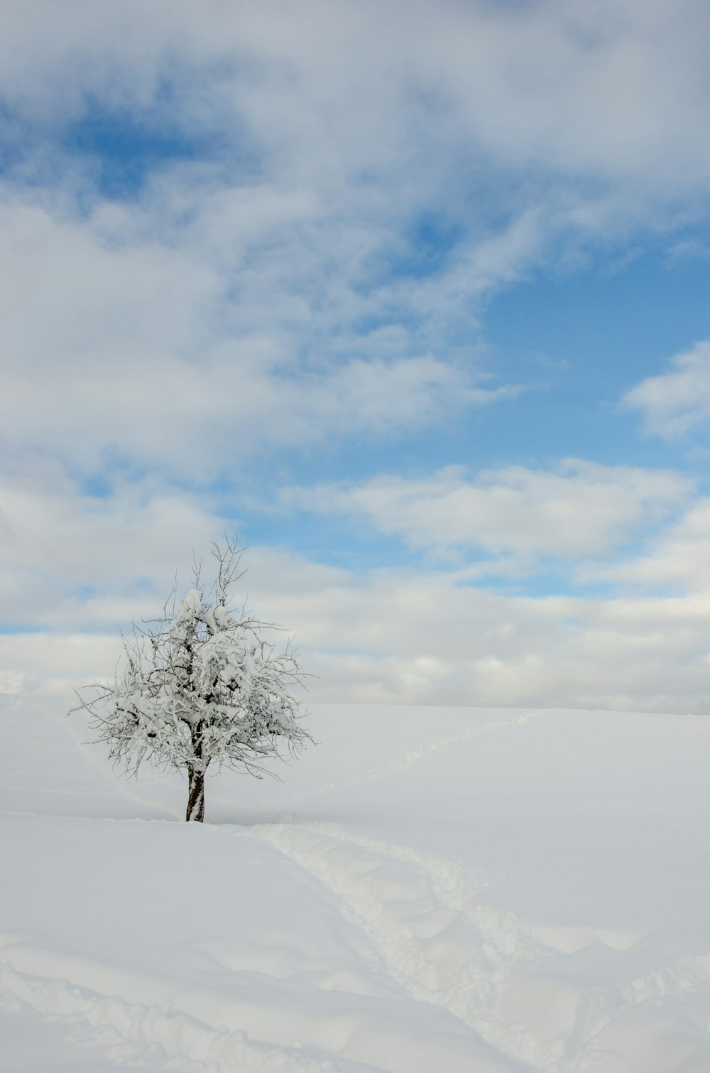 leafless tree on white snow covered ground under white cloudy sky during daytime