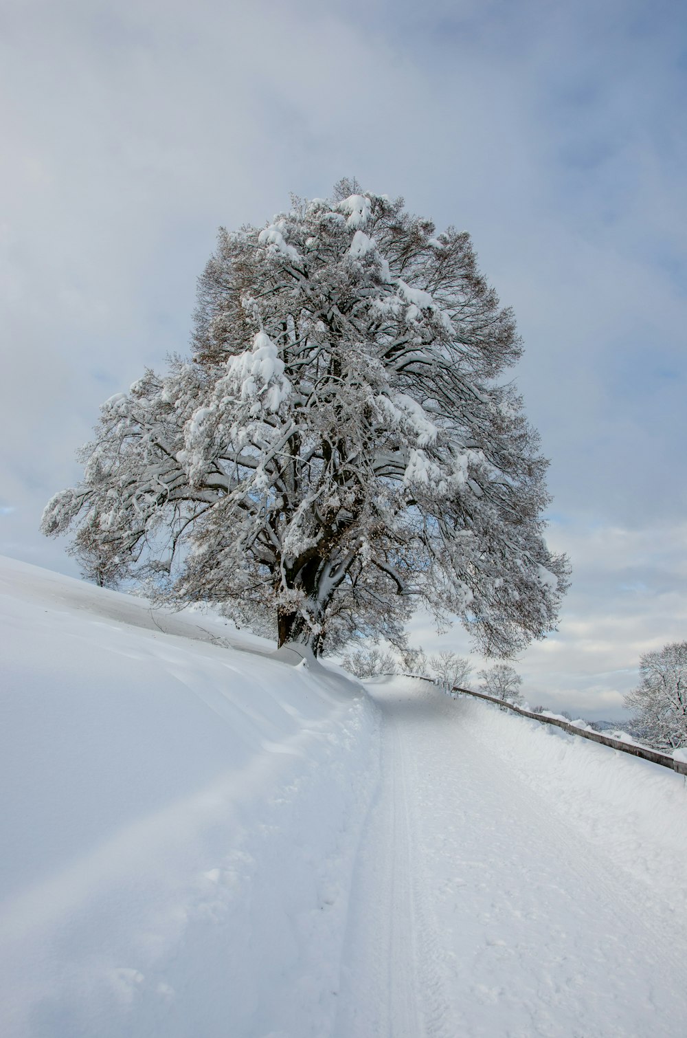 snow covered trees during daytime