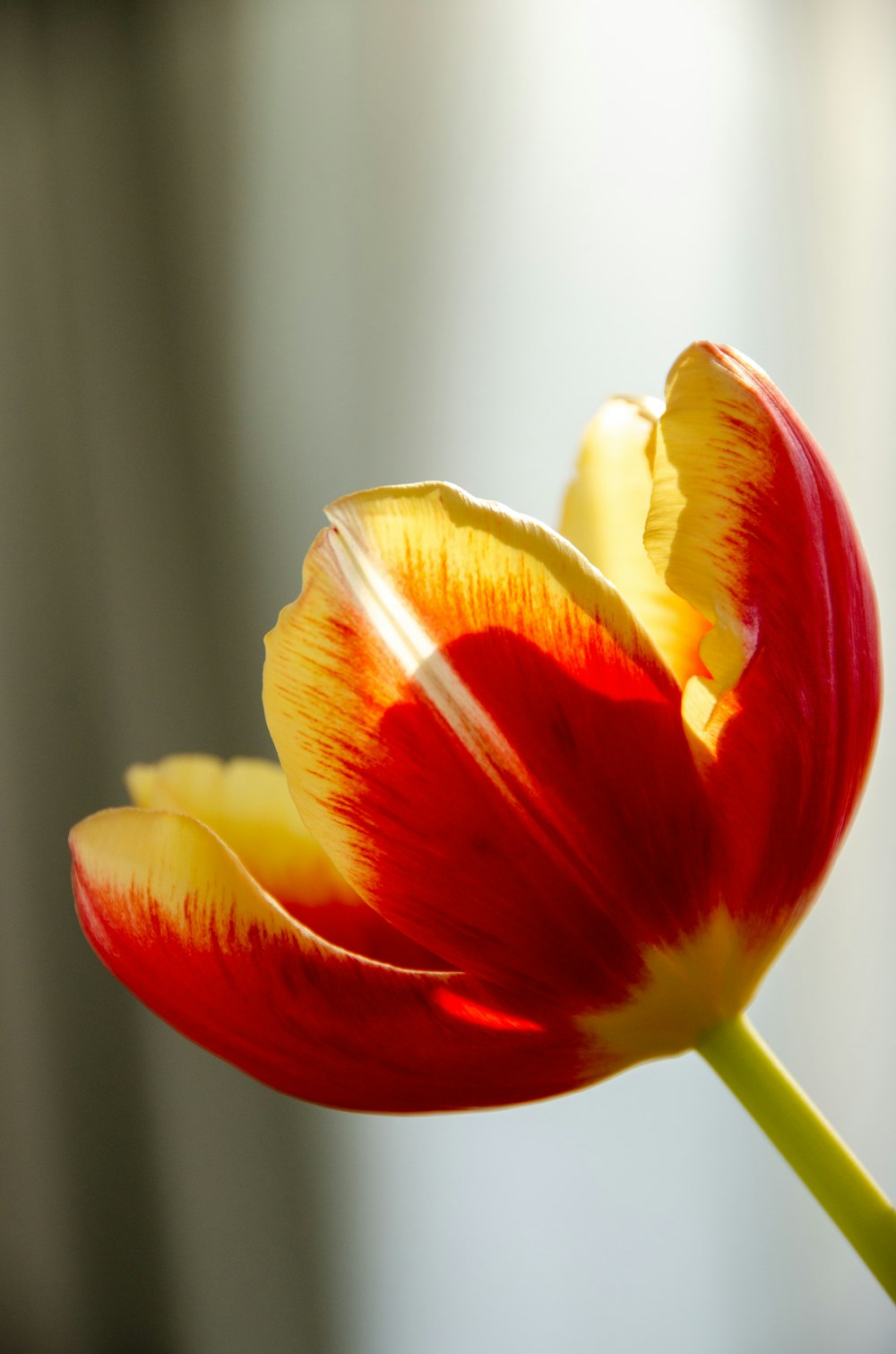 red and yellow tulip in bloom close up photo