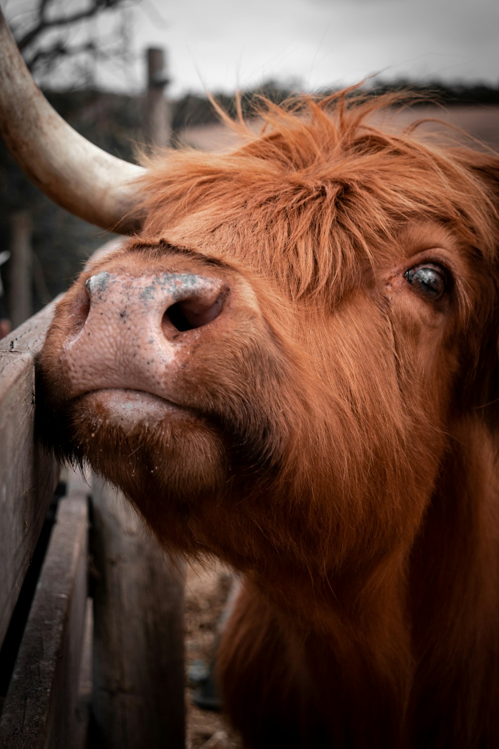 brown cow in close up photography