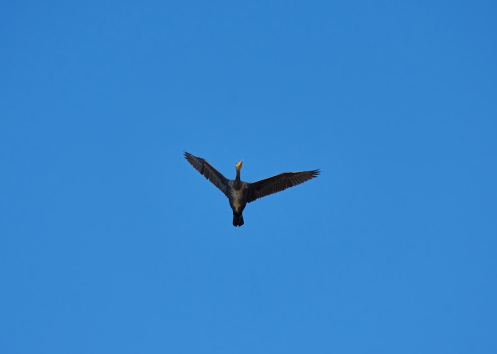 black bird flying in the sky