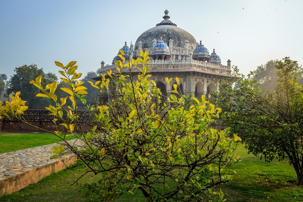 yellow flowers near dome building