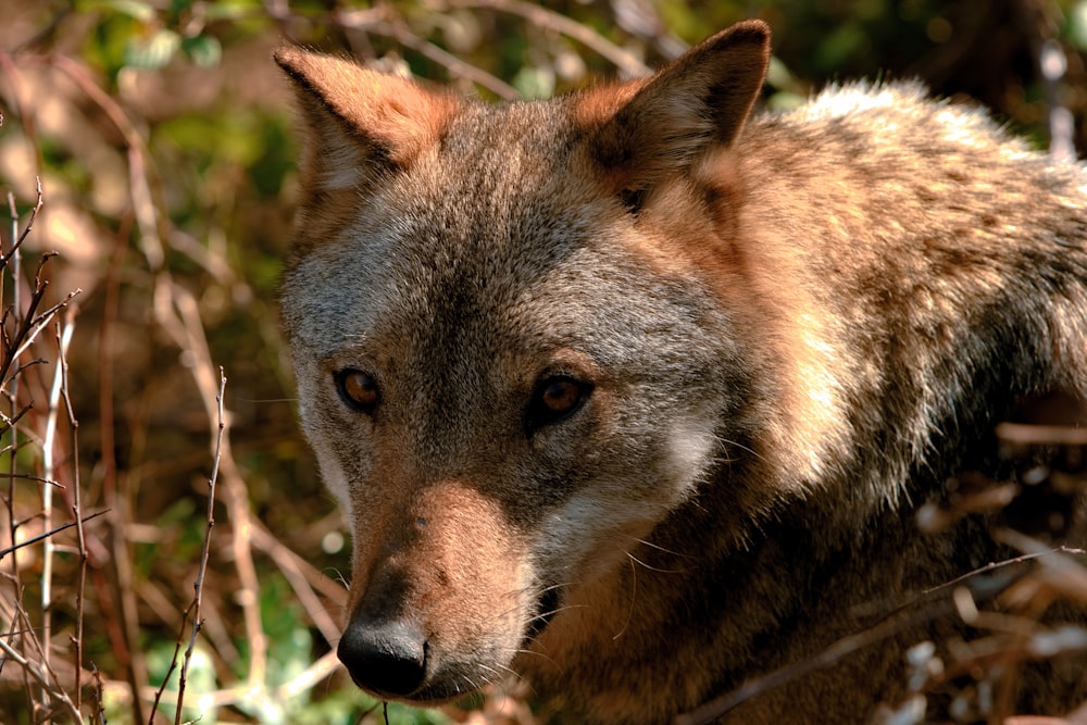 brown and black wolf on brown grass during daytime