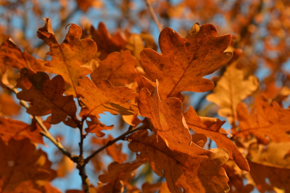 클로즈업 사진의 갈색 단풍잎