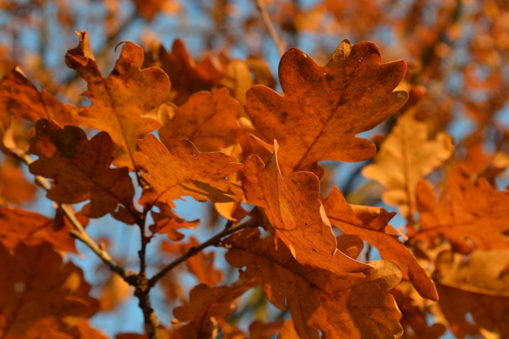 brown maple leaf in close up photography