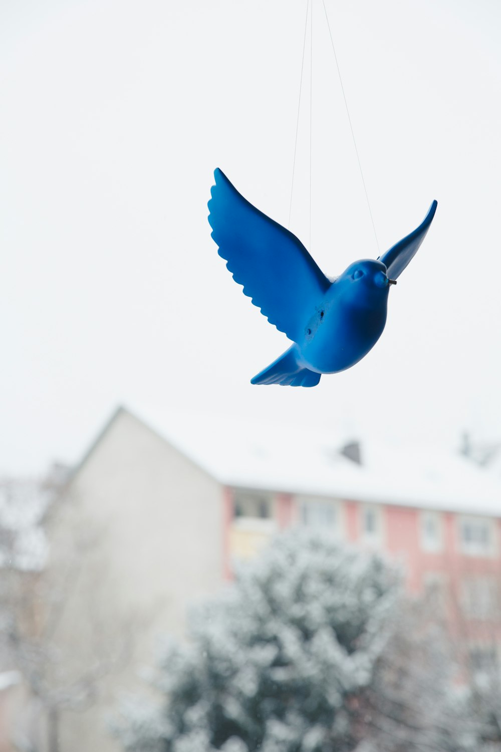 blue bird flying during daytime