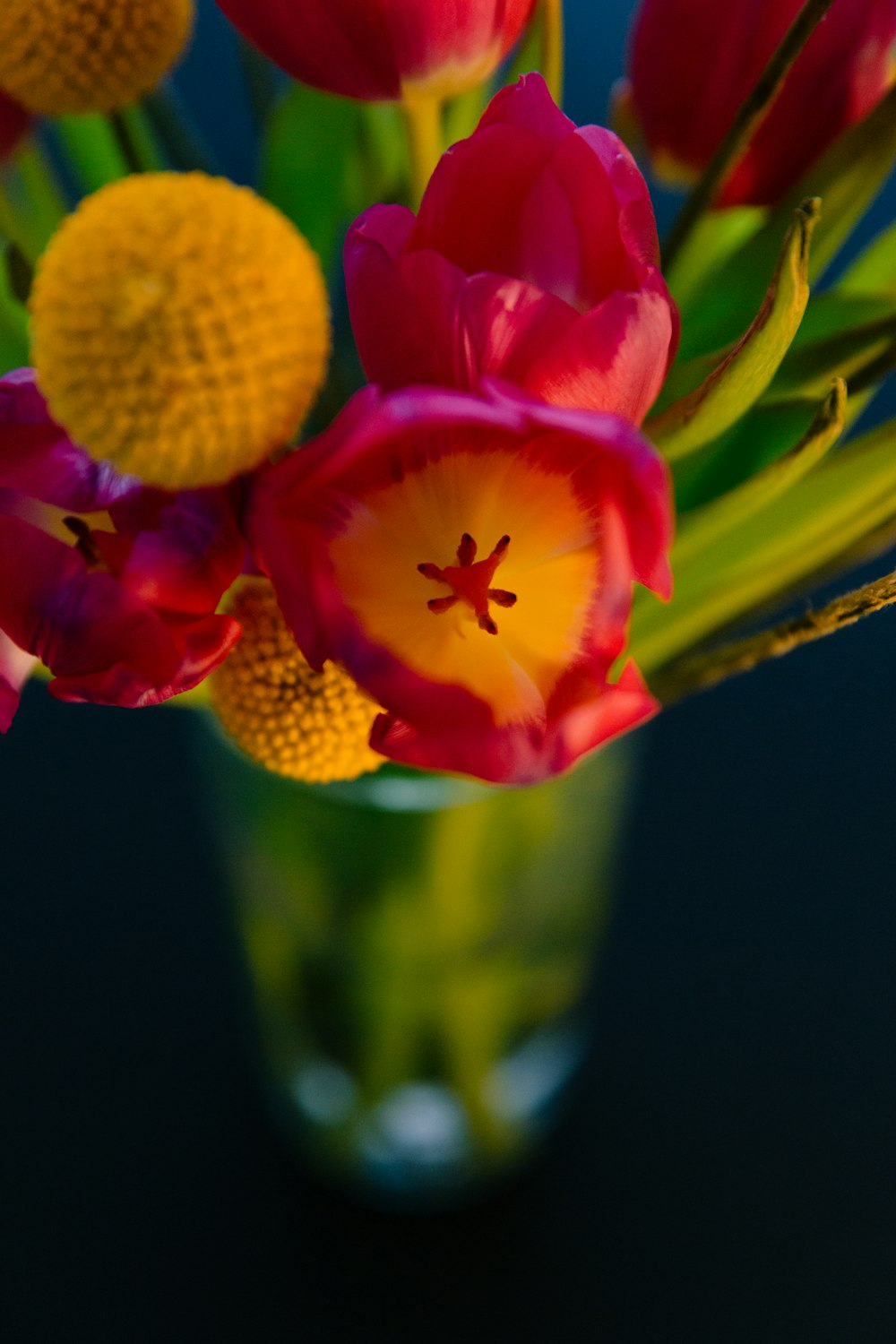 Flor roja y amarilla en fotografía de primer plano